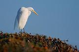 Egret In A Treetop_40282